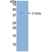 Western blot analysis of recombinant Human BAFFR.