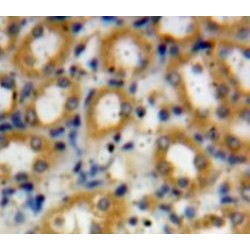 Complement Fragment C4a (C4a) Antibody