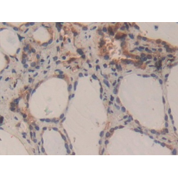 Caspase 3 (CASP3) Antibody