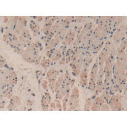 Caspase 3 (CASP3) Antibody