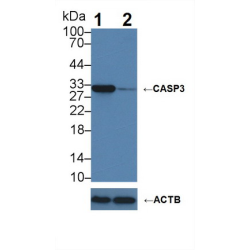 Caspase 3 (CASP3) Antibody