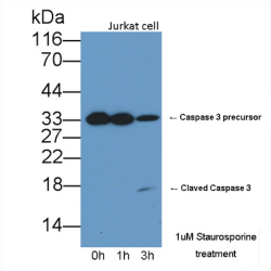 Caspase 3 (CASP3) Antibody