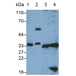 Caspase 3 (CASP3) Antibody