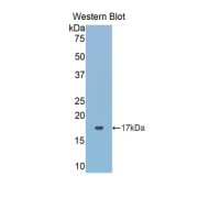 Western blot analysis of the recombinant protein.