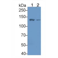 Integrin Alpha 1 (ITGa1) Antibody