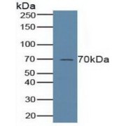 Western blot analysis of Human Placenta Tissue.