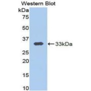 Calpain 1, Large Subunit (CAPN1) Antibody