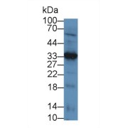 Western blot analysis of Mouse Heart lysate, using Human LECT1 Antibody (5 µg/ml) and HRP-conjugated Goat Anti-Rabbit antibody (<a href="https://www.abbexa.com/index.php?route=product/search&amp;search=abx400043" target="_blank">abx400043</a>, 0.2 µg/ml).