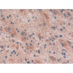 Reelin (RL) Antibody