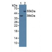 Western blot analysis of (1) Human HepG2 Cells and (2) Porcine Brain Tissue.