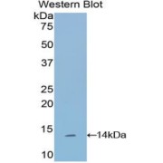 Western blot analysis of the recombinant protein.