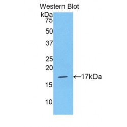 Histone Cluster 2, H3a (HIST2H3A) Antibody