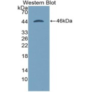 Western blot analysis of the recombinant protein.