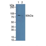 Western blot analysis of (1) Human Lung Tissue and (2) Porcine Liver Tissue.