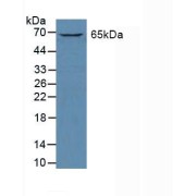 Western blot analysis of Human K562 Cells.