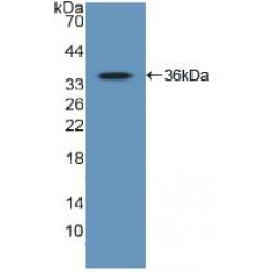 GATA Binding Protein 2 (GATA2) Antibody