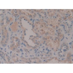 Centromere Protein F (CENPF) Antibody