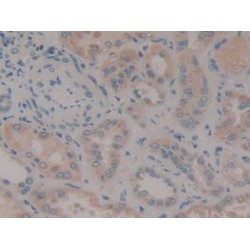 Centromere Protein F (CENPF) Antibody