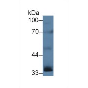 Western blot analysis of Rat Testis lysate, using Human INHA Antibody (5 µg/ml) and HRP-conjugated Goat Anti-Rabbit antibody (<a href="https://www.abbexa.com/index.php?route=product/search&amp;search=abx400043" target="_blank">abx400043</a>, 0.2 µg/ml).