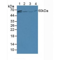 Apobec 1 Complementation Factor (ACF) Antibody