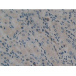 Apobec 1 Complementation Factor (ACF) Antibody