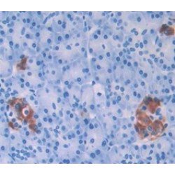 INS (Insulin) Antibody