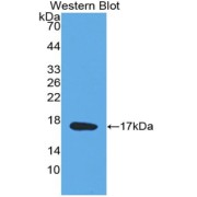 Western blot analysis of the recombinant protein.