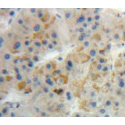 Gastric Inhibitory Polypeptide (GIP) Antibody