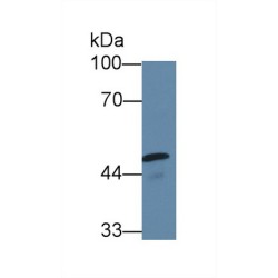 Caspase 10 (CASP10) Antibody