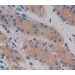 Caspase 10 (CASP10) Antibody