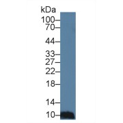 Western blot analysis of Pig Spleen lysate, using Human CCL28 Antibody (3 µg/ml) and HRP-conjugated Goat Anti-Rabbit antibody (<a href="https://www.abbexa.com/index.php?route=product/search&amp;search=abx400043" target="_blank">abx400043</a>, 0.2 µg/ml).