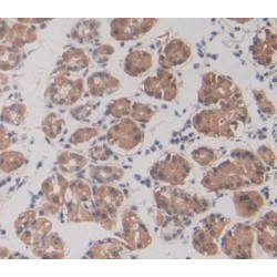 Rap Guanine Nucleotide Exchange Factor 1 (RAPGEF1) Antibody