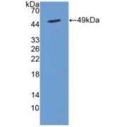 Western blot analysis of recombinant Human CYTH2.