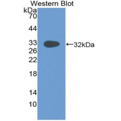 Paxillin (Pax) Antibody