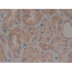 Paxillin (Pax) Antibody