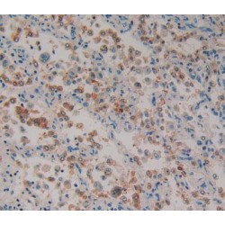 Paxillin (Pax) Antibody