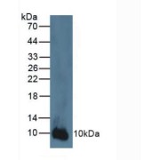 Western blot analysis of Human A431 Cells.