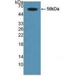 Mothers Against Decapentaplegic Homolog 9 (Smad9) Antibody