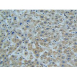 Mothers Against Decapentaplegic Homolog 9 (Smad9) Antibody