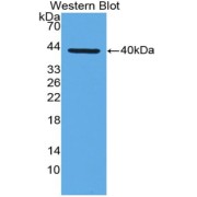 Western blot analysis of the recombinant protein.