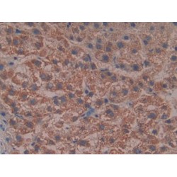 Reelin (RL) Antibody