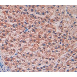 Reelin (RL) Antibody