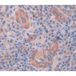 Myosin VA (MYO5A) Antibody