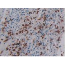 Defensin Alpha 4, Corticostatin (DEFa4) Antibody