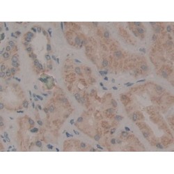 Protein Wnt-2 (WNT2) Antibody