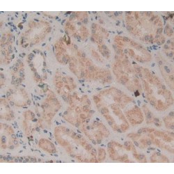 Protein Wnt-2 (WNT2) Antibody