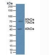 Western blot analysis of Human HeLa cells.