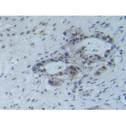 Raft Linking Protein (Raftlin) Antibody