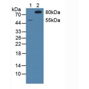 Western blot analysis of (1) Human 293T Cells and (2) Porcine Brain Tissue.