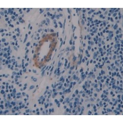 Prokineticin 1 / EGVEGF (PROK1) Antibody